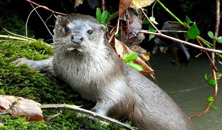 More Otters spotted in the river Cynon, thanks to 50k investment