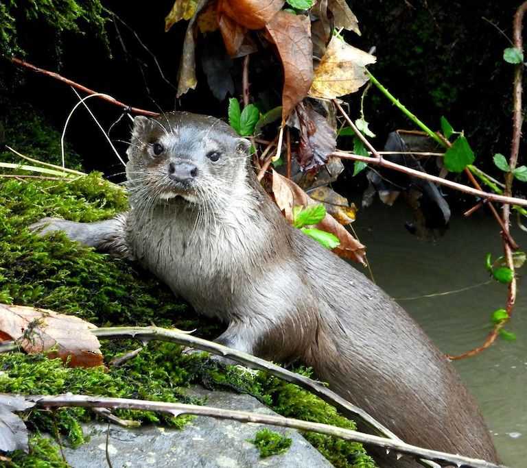 More Otters spotted in the river Cynon, thanks to 50k investment